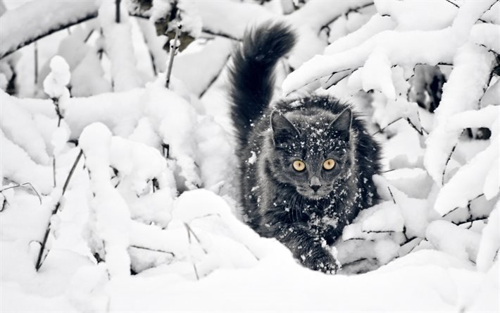 gray cat, winter, snow, forest, cats