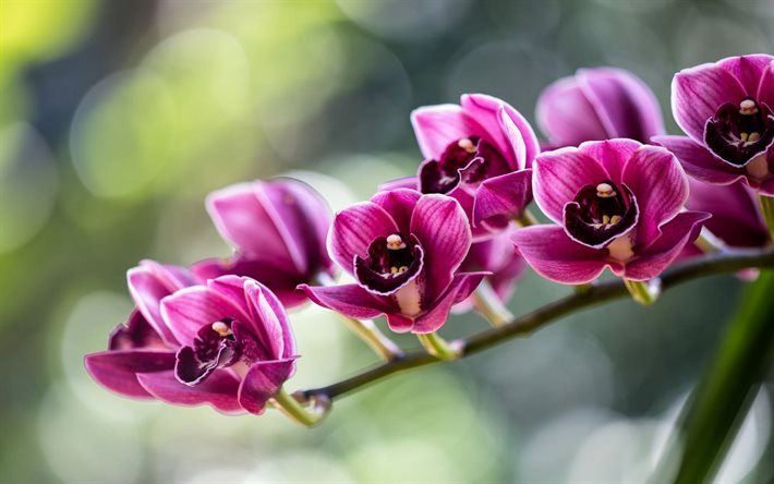 orchid, tropiska, orkid&#233;er gren, magenta orkid&#233;