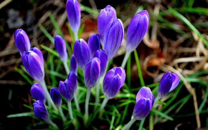 crocus, spring, purple flowers, close-up