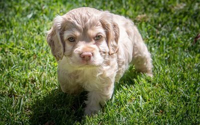 little gray puppy, spaniel, cute puppy, small dog, green grass, pets, dogs