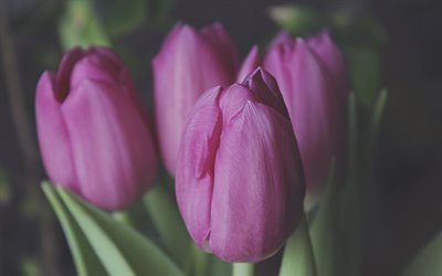 tulipanes morados, flores de primavera, tulipanes, fondo con tulipanes, primavera