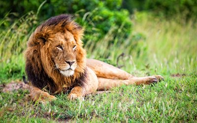 lion, roi des b&#234;tes, afrique, animaux sauvages, faune, pr&#233;dateurs, panthera leo
