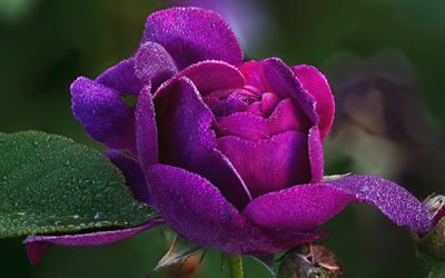 viola, rosa, bellissimo fiore viola, rosa con gocce d&#39;acqua, gocce di rugiada sui petali di rose