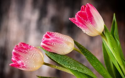 tulipani rosa, fiori di primavera, tulipani, fiori rosa, sfondo di tulipani, fiori bellissimi