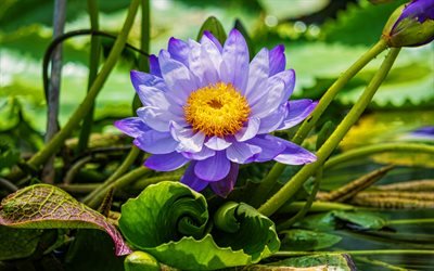 violeta lotus, 4k, macro, hermosas flores, el lago, la flor de loto, Nelumbo nucifera, flores de violeta