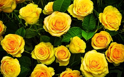 rosas amarelas, 4k, macro, flores amarelas, bokeh, rosas, bot&#245;es, buqu&#234; de rosas amarelas, lindas flores, planos de fundo com flores, amarelo gomos