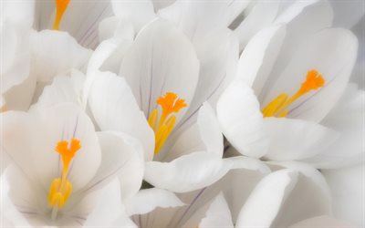 bianco crochi, macro, primavera, fiori bianchi, crochi, close-up, bokeh, fiori di primavera