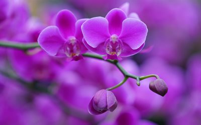 purple orchid, purple floral hintergrund, orchideen, wundersch&#246;ne blumen, orchidee, zweig, hintergrund mit orchideen