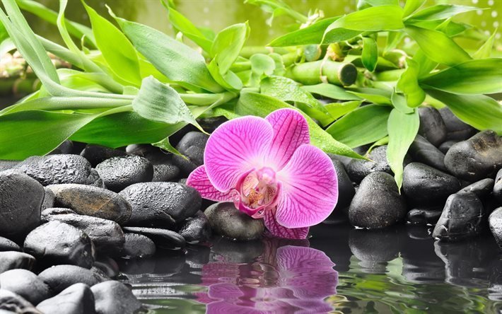 bamboo, black stones, water, orchid