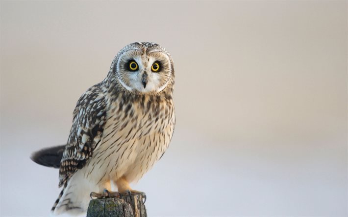 look, owl, night hunter