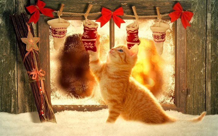 gifts, new year, ginger kitten
