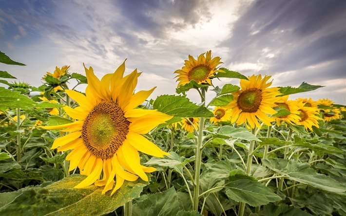 harvest, field, sunflowers