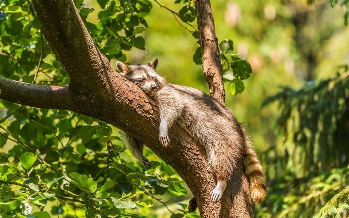 tree, nature, sleeping raccoon