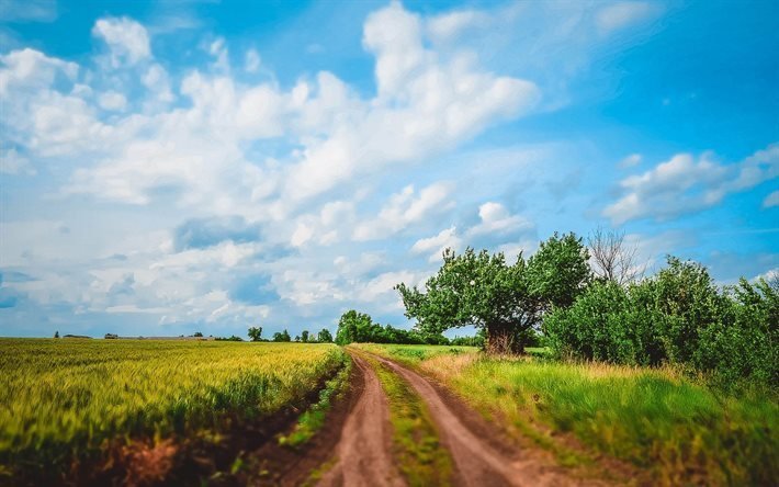 field, oblast, kirovohrad oblast, trees, road, ukraine, kirovograd