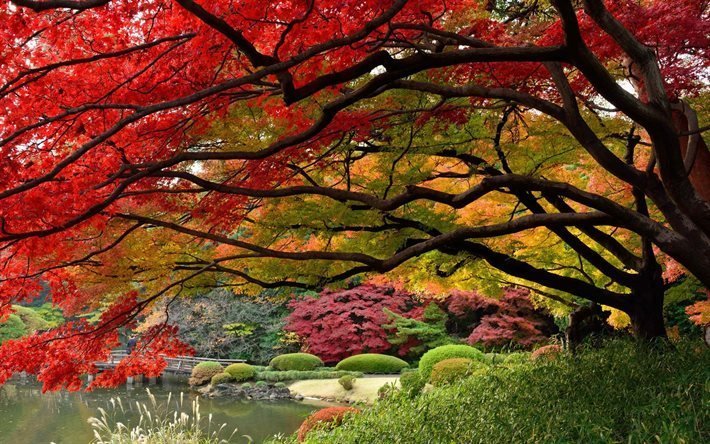 autumn, japanese garden, tokyo
