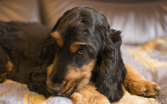 english cocker spaniel, 4k, hunde, maulkorb, blur, black dog