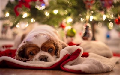 Cavalier King Charles Spaniel, Christmas, New Year, little dog, puppy