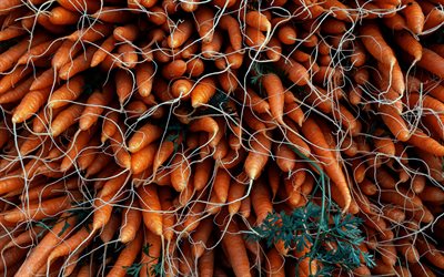 carottes, r&#233;colte de carottes, l&#233;gumes, fond avec des carottes, beaucoup de carottes