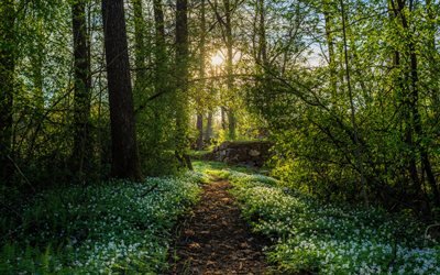 4k, spring, snowdrops, forest, path, sun rays