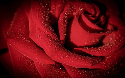 punainen ruusunuppu, pisarat ruusun ter&#228;lehdill&#228;, punaiset ruusut, ruusunkukka, tausta punaisella ruusunuulla, kauniita kukkia, ruusun tausta