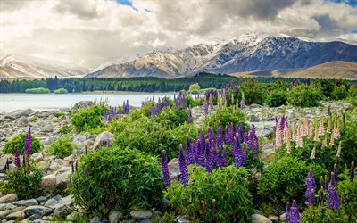 New Zealand, 4k, mountains, lupins, lake, beautiful nature, clouds