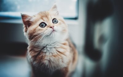 ginger cat, bokeh, pets, cats, cute animals, surprised cat