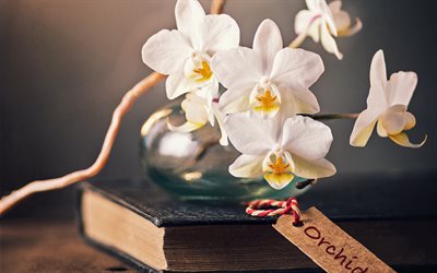 white orchids, flowers on a book, orchids, tropical flowers, orchid branch