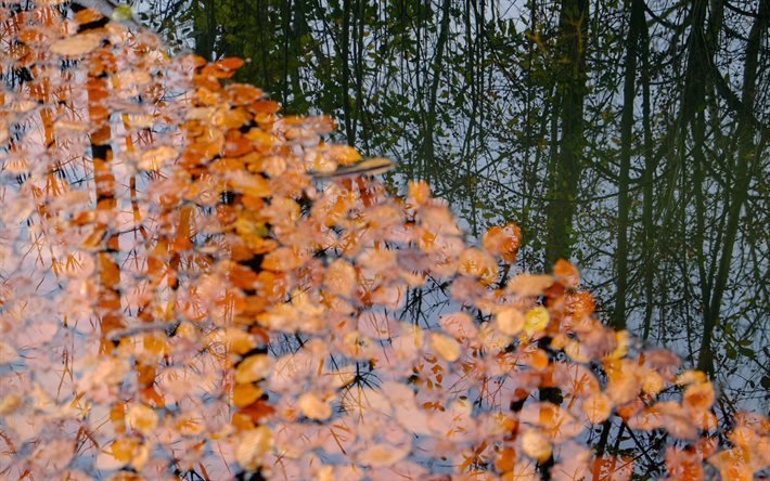 water, leaves, autumn, reflection