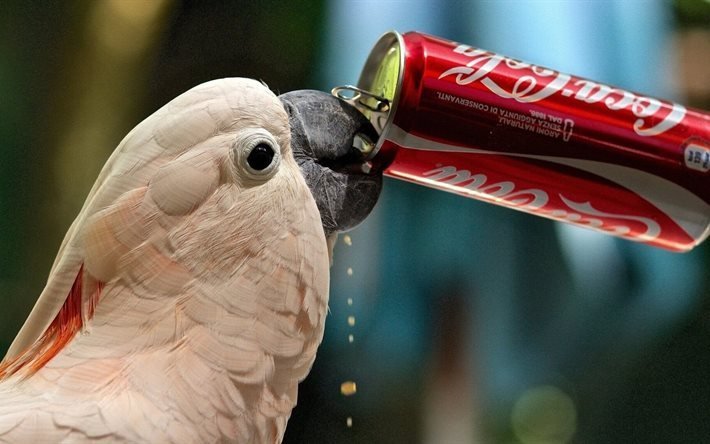 papagaio, sede, a coca-cola