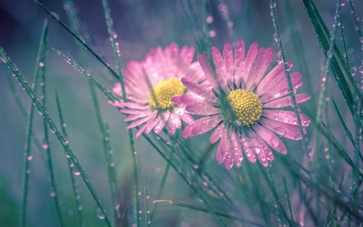 dew drops, grass, pink daisies
