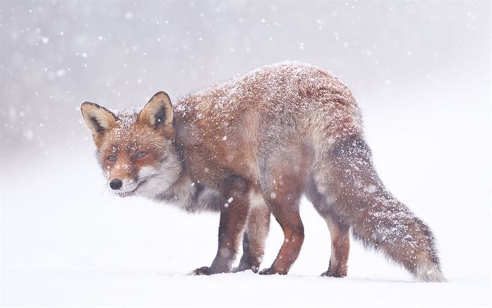 fox, snow, winter, smile