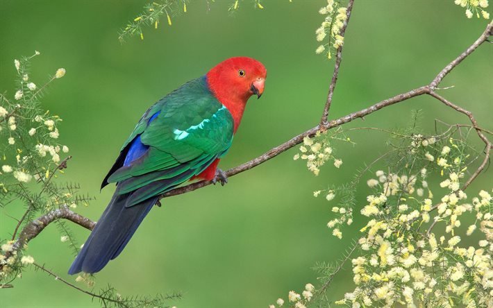 a fauna, royal papagaio, alisterus scapularis, aves, austr&#225;lia