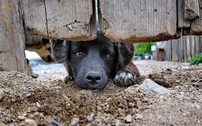 السور, قرية, كلب حزين