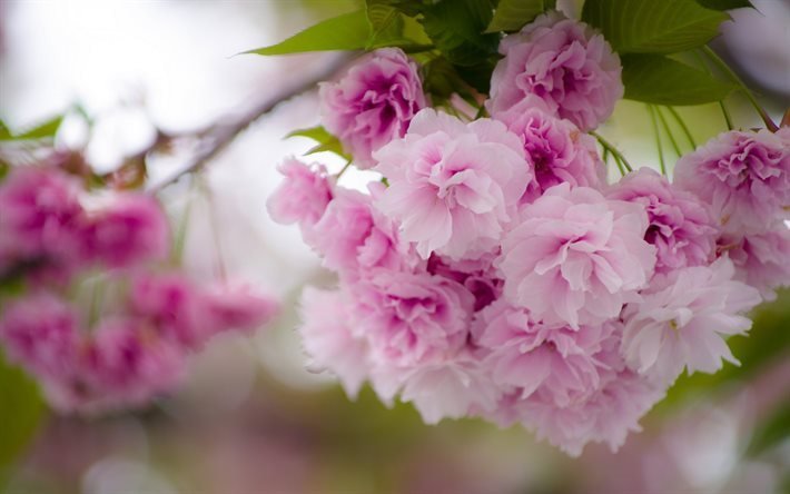 cereja, primavera, sakura, flores cor de rosa, flor de cerejeira