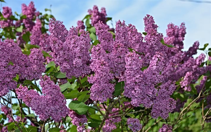 branches of lilac, busok, lilac, spring flowers, spring