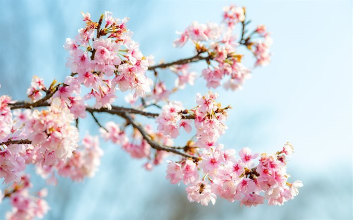 sakura, fleurs de cerisier, fleurs roses, printemps, cerise