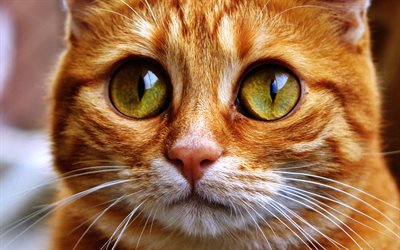 Ginger Scottish Fold, close-up, cat with yellow eyes, domestic cat, pets, Scottish Fold, ginger cat, cute animals, cats, Scottish Fold Cat