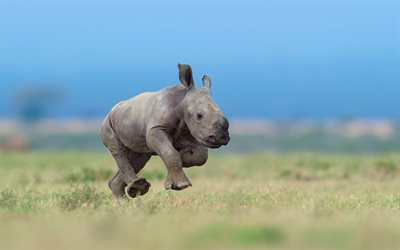 running small rhino, Africa, wildlife, funny animals, savannah, small rhino, Rhinoceros, rhino