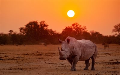 rhino, evening, sunset, wildlife, wild animals, rhinos, Africa