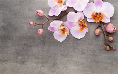 pink orchids, wooden background, flower frames, beautiful flowers, orchids, background with orchids, sprig of orchids