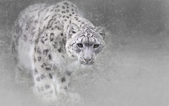 snow leopard, predators, wildlife, blur, leopards