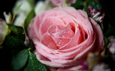 4k, rose rose, ros&#233;e, fleurs roses, gouttes d&#39;eau, macro, belles fleurs, bokeh, boutons roses, roses