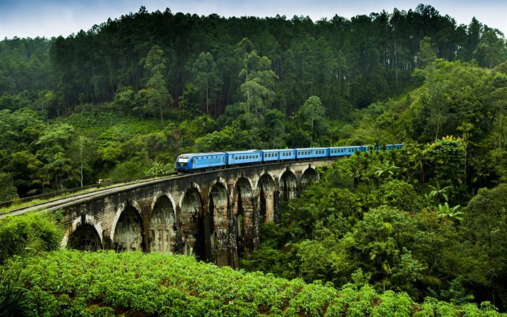 Sri Lanka, el ferrocarril, el puente, el tren, la plantaci&#243;n de