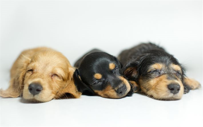 Los perros peque&#241;os, cachorros, animales lindos, dormir cachorros, perros