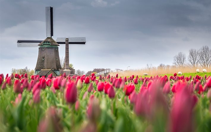 moinho, tulipas, campo, primavera