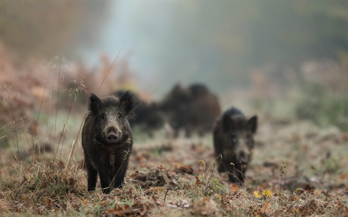 Wild boars, forest, black boar, forest animals