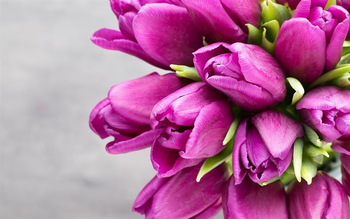 Tulipanes de color rosa, la primavera, el ramo de tulipanes, ramo de flores de primavera