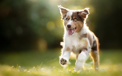 Australian Shepherd, running puppy, Aussie, bokeh, pets, summer, dogs, cute puppy, cute animals, Australian Shepherd Dog, Aussie Dogs