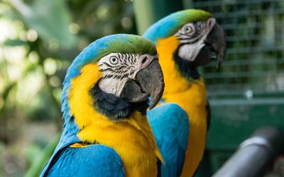 4k, ara bleu et jaune, paire de perroquets, perroquet sud-am&#233;ricain, ara bleu et or, beaux oiseaux, perroquets, ara