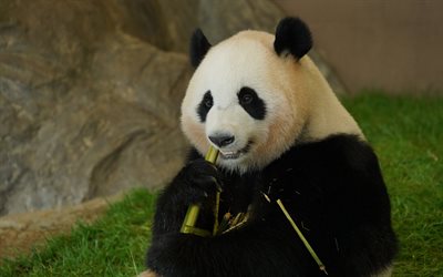 panda eating bamboo, wildlife, pandas, bears, cute animals, panda